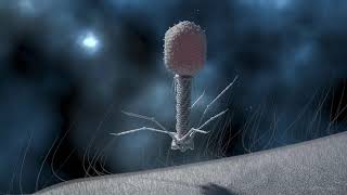 T4 Phage Replication [upl. by Che]