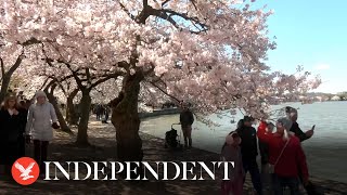 Cherry blossoms reach early peak bloom in Washington DC [upl. by Annadiana]