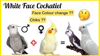 White Face Cockatiel  White Face male vs Lutino Female birdsmarket whitefacecockatiel chiks a1 [upl. by Newob]