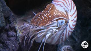 The Chambered Nautilus A Living Link With the Past [upl. by Rihat]