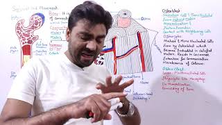 Bone Components structure and function  Haversian Canal System biologywithmuhammadsajid [upl. by Ybhsa]