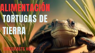 ¿Qué Comen las Tortugas de Tierra  Alimentación Tortuga de Tierra [upl. by Robins885]