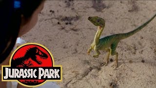 The History of the Compsognathus in the Jurassic Park Franchise [upl. by Pattin]