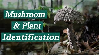 Edible Mushroom and Plant ID in NY [upl. by Amaty438]