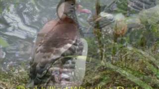 London Wetland Centre [upl. by Farl210]