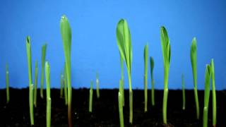 Time Lapse Corn growing [upl. by Aryad]