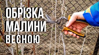 Обрізка малини весною Як правильно обрізати малину Як обрізати малину весною [upl. by Cupo]