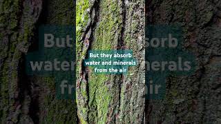 Mossalgae on trees bark and their role [upl. by Northway]