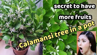 How to grow calamansi tree in a pot lots of fruits even if its just a small tree [upl. by Wylde]