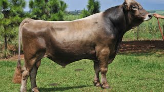 Brown Swiss Braunvieh bulls [upl. by Tnecnivleahcim]