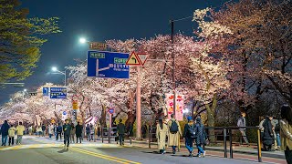 Seoul Cherry Blossom Festival Yeouido Hangang Park  Best Place to Visit in Korea 4K HDR [upl. by Atsejam920]