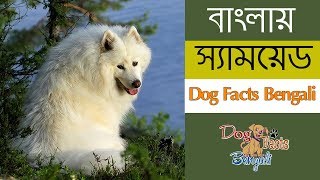 Samoyed dog facts bengali  Dogs and Pets  Dog facts bengali [upl. by Celio]