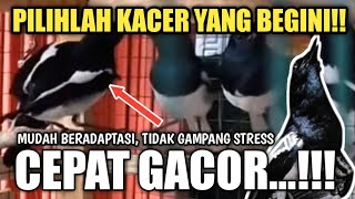 INI RAHASIANYA MEMILIH KACER BAHAN OMBYOKAN YANG BAGUS DAN PROSPEK AGAR CEPET GACOR [upl. by Asir]