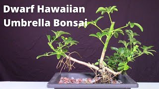 Easy bonsai Dwarf Hawaiian Umbrella Tree Schefflera Arboricola [upl. by Herahab]