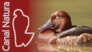 Porrón pardo Aythya nyroca Ferruginous Duck 4K [upl. by Bendicty3]