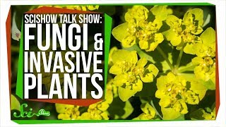 Fungi and Invasive Plants SciShow Talk Show [upl. by Kenwee503]