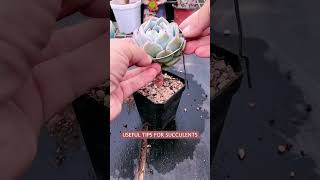 Useful tips for succulents 🪴 suculentas 다육이들 多肉植物 garden Shorts [upl. by Buckie]