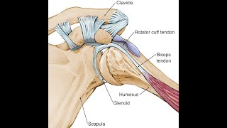 Biceps Tendon Injuries [upl. by Darnell]