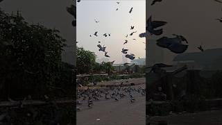 Pigeons group playingwatch viralvideo [upl. by Nilde]