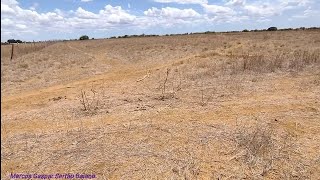 A SECA E O CALOR CASTIGAM NOSSA REGIÃO DE IRECÊ  BAHIA  VEJA A SITUAÇÃO DAS ROÇAS seca roca [upl. by Gregson]