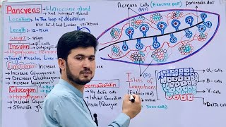 Pancreas and its Structure and Hormones class 12 Biology Islets of Langerhans and acinar cells [upl. by Rogergcam511]