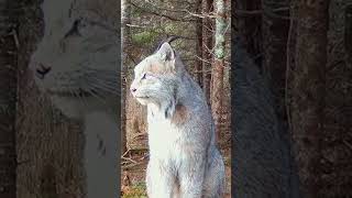 Lynx spotted at Voyageurs National Park Minnesota [upl. by Naitsyrk]