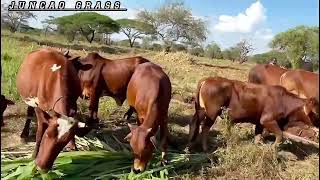 Juncao Grass As Game Changer In Fodder Availability Kenya Stem Cuts Now Available Call 0752600777 [upl. by Atiuqrahc]