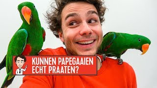 KUNNEN PAPEGAAIEN ECHT PRATEN  Joost Mag Het Weten [upl. by Ferna]