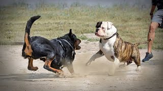 Rottweiler VS American BullDog [upl. by Scevor]