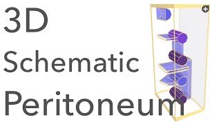 Peritoneum  3D Schematic Anatomy amp Relations [upl. by Yendyc]