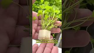 Aprende hidroponia en casa cultivarencasa cultivaencasa plantas cultivoshidroponicos jardin [upl. by Smiga]