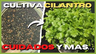 Como SEMBRAR CILANTRO en CASA 🍀 Paso a paso [upl. by Gerald]