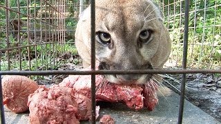 How to Feed 100 BIG CATS [upl. by Wallie]