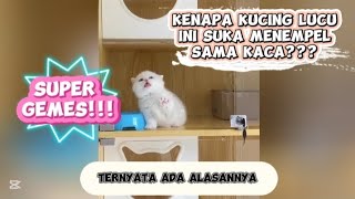 Kenapa kucing lucu ini suka menempel sama kaca Ternyata ada alasannya 🙀 [upl. by Ailec791]