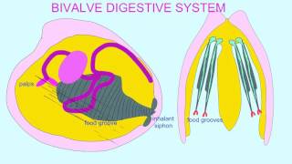 BIVALVE DIGESTIVE SYSTEM [upl. by Manouch]