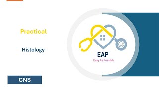 Practical  Histology  CNS 42 [upl. by Mcmath304]