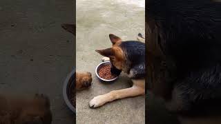 Small Dog Its Mine None For You animals shorts viral viralvideo [upl. by Ahsad379]