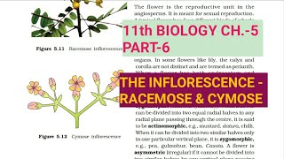 Class 11 BiologyCh5 Part6The InflorescenceStudy with Farru [upl. by Ydnolem]