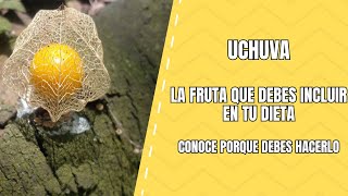 Descubre la Uchuva Propiedades Medicinales que No Puedes Ignorar [upl. by Saeger]