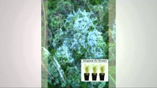 Robertas 3pc Amsonia Arkansas Blue Star Collection with Stacey Stauffer [upl. by Gee]