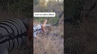 Zebra are the favorite hunt of cheetah zebra cheetah animals wildlife edits shorts [upl. by Shalne]