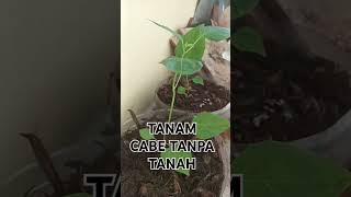 Tumbuh subur tanpapupuk tanpa tanah organik [upl. by Ellehcan]