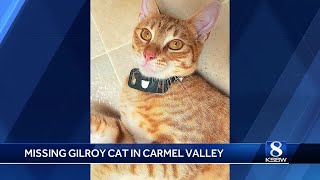 Missing Gilroy cat in Carmel Valley [upl. by Airreis222]