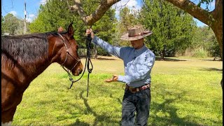 How To Fix A Horse That Hates To Be Tied Up [upl. by Gnad]