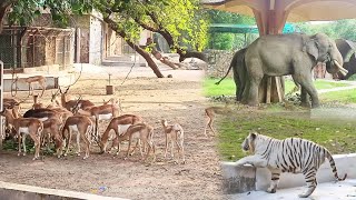 Bondla Wildlife Sanctuary Goa Zoo ghar Goa [upl. by Onibas624]