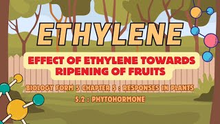 Effect of Ethylene Hormone Towards Ripening of Fruits [upl. by Shutz]