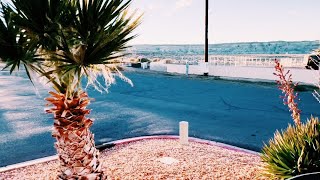 Washingtonia filiferarobusta Hybrid Palms on the UtahArizona Border [upl. by Stutsman]