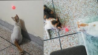 Cats chasing laser Cats vs laser pointer [upl. by Yzus]