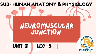 Neuromuscular Junction [upl. by Swaine248]