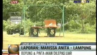 PELEPASAN HARIMAU SUMATRA DI TAMBLING LIVE Panti amp Buyung Part 2 [upl. by Melonie807]